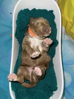 Orange Collar, a male Miniature Goldendoodle for sale in Tucson, AZ – 5 of 5