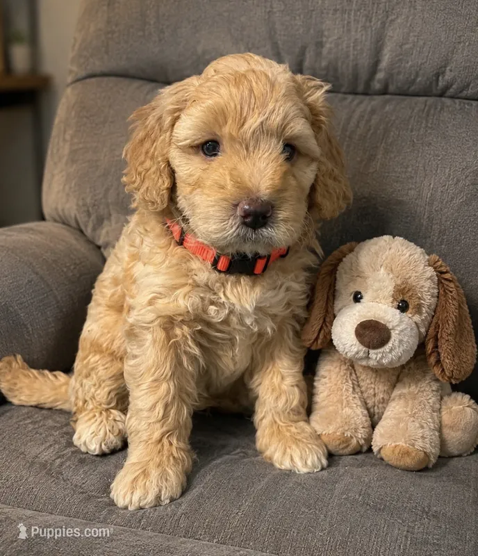 Orange Collar – Miniature Aussiedoodle puppy for sale in Tucson, AZ