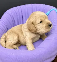 Aqua Collar, a female Miniature Goldendoodle for sale in Tucson, AZ – 3 of 5