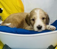 Yellow Collar, a male Miniature Aussiedoodle for sale in Tucson, AZ – 3 of 6