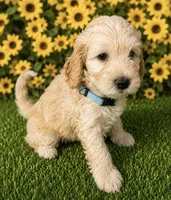 Aqua Collar, a female Miniature Aussiedoodle for sale in Tucson, AZ – 1 of 5