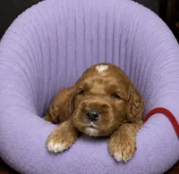 Red Collar, a female Miniature Goldendoodle for sale in Tucson, AZ – 3 of 8