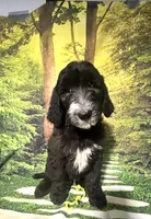 Yellow Collar , a male Sheepadoodle for sale in Tucson, AZ – 3 of 5