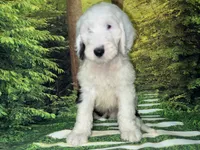 Blue Collar, a male Sheepadoodle for sale in Tucson, AZ – 6 of 10