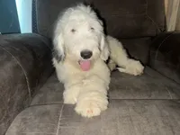 Blue Collar, a male Sheepadoodle for sale in Tucson, AZ – 6 of 6
