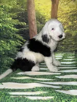 Blue Collar, a male Sheepadoodle for sale in Tucson, AZ – 10 of 10