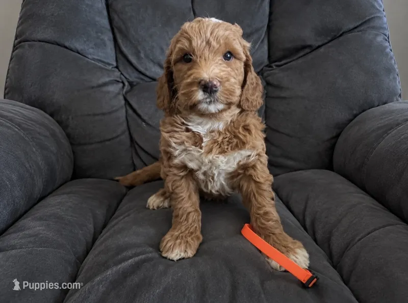 Orange Collar – Miniature Goldendoodle puppy for sale in Tucson, AZ