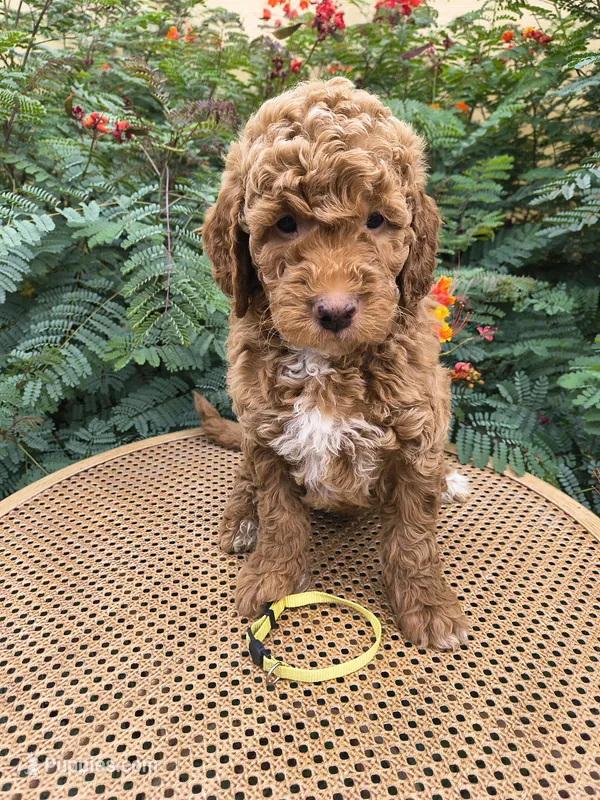 Yellow Collar – Miniature Goldendoodle puppy for sale in Tucson, AZ