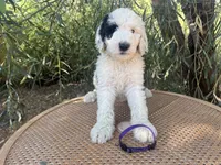 Purple Collar, a female Sheepadoodle for sale in Tucson, AZ – 9 of 9