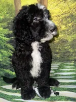 Gray Collar , a male Sheepadoodle for sale in Tucson, AZ – 4 of 7
