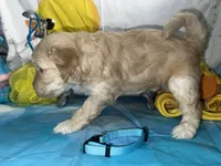 Aqua Collar, a female Miniature Aussiedoodle for sale in Tucson, AZ – 2 of 2
