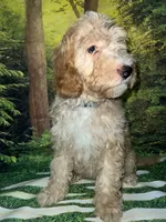 Miniature F1B sheepadoodle , a female Sheepadoodle for sale in Tucson, AZ – 2 of 6