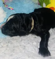 Gray Collar , a male Sheepadoodle for sale in Tucson, AZ – Photo 3 of 4