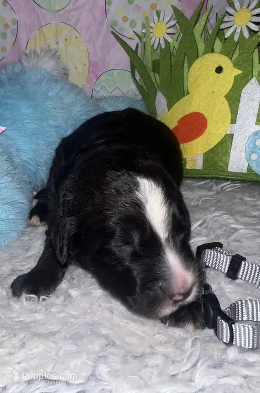 Gray Collar  – Sheepadoodle puppy for sale in Tucson, AZ