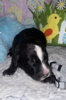 Gray Collar , a male Sheepadoodle for sale in Tucson, AZ – Photo 1 of 4