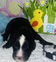 Gray Collar , a male Sheepadoodle for sale in Tucson, AZ – Photo 2 of 4