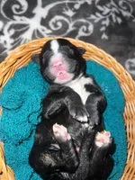 Gray Collar , a male Sheepadoodle for sale in Tucson, AZ – Photo 4 of 4