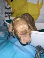 Yellow Collar, a male Miniature Goldendoodle for sale in Tucson, AZ – 5 of 6