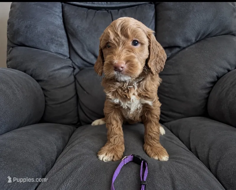 Purple Collar – Miniature Goldendoodle puppy for sale in Tucson, AZ