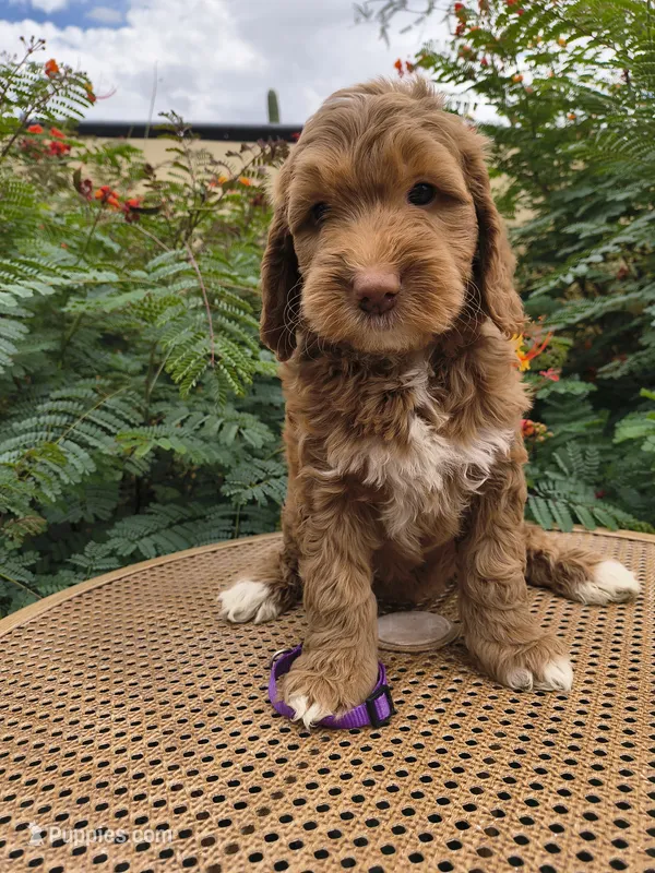 Purple Collar – Miniature Goldendoodle puppy for sale in Tucson, AZ