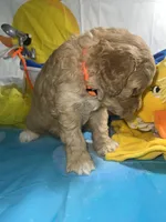 Orange Collar, a male Miniature Aussiedoodle for sale in Tucson, AZ – 3 of 6