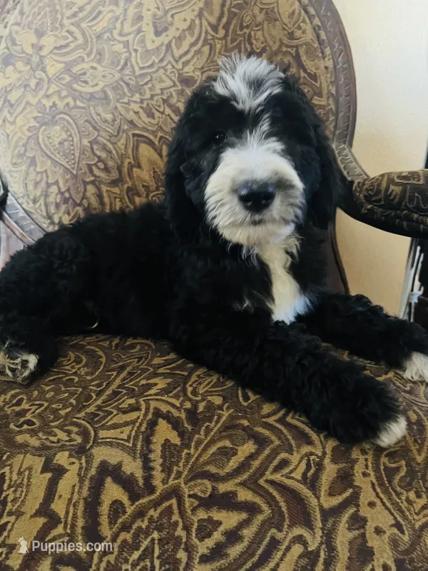Orange Collar  – Sheepadoodle puppy for sale in Tucson, AZ