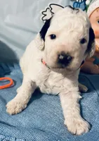 Orange collar, a male Sheepadoodle for sale in Tucson, AZ – Photo 3 of 4