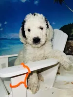 Orange collar, a male Sheepadoodle for sale in Tucson, AZ – 5 of 10
