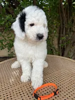 Orange collar, a male Sheepadoodle for sale in Tucson, AZ – 2 of 10