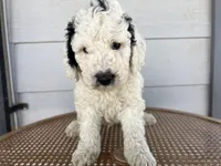 Orange collar, a male Sheepadoodle for sale in Tucson, AZ – 8 of 10