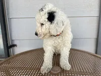 Orange collar, a male Sheepadoodle for sale in Tucson, AZ – 7 of 10