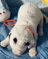 Orange collar, a male Sheepadoodle for sale in Tucson, AZ – Photo 2 of 4