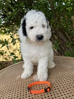 Orange collar, a male Sheepadoodle for sale in Tucson, AZ – 1 of 10
