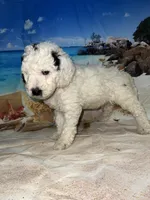 Orange collar, a male Sheepadoodle for sale in Tucson, AZ – 6 of 10