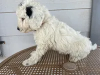Orange collar, a male Sheepadoodle for sale in Tucson, AZ – 10 of 10