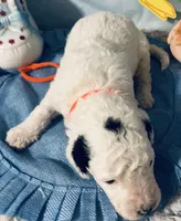 Orange collar, a male Sheepadoodle for sale in Tucson, AZ – Photo 4 of 4