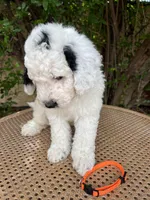 Orange collar, a male Sheepadoodle for sale in Tucson, AZ – 3 of 10