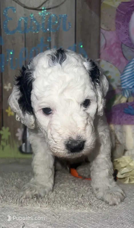 Orange collar – Sheepadoodle puppy for sale in Tucson, AZ