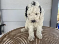 Orange collar, a male Sheepadoodle for sale in Tucson, AZ – 9 of 10