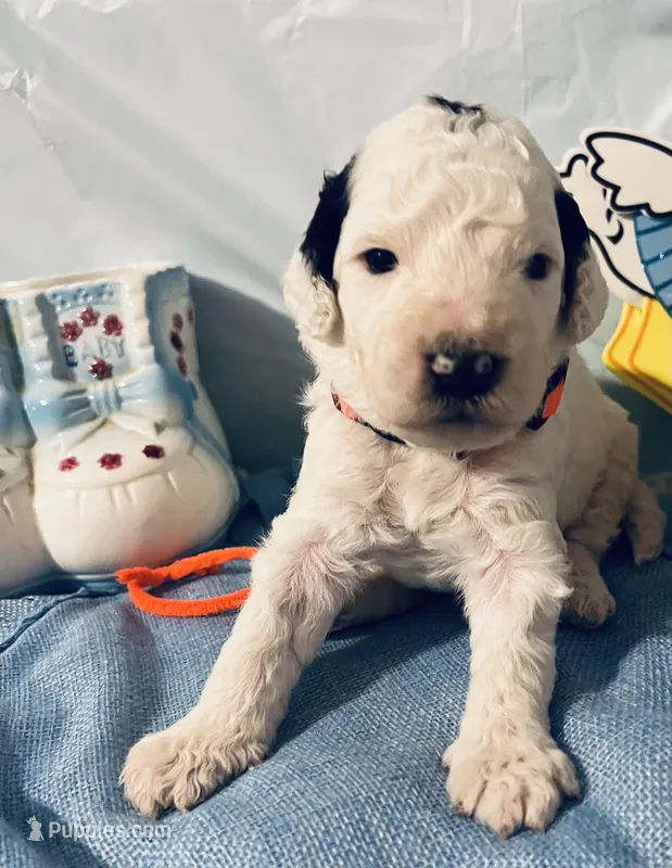 Orange collar – Sheepadoodle puppy for sale in Tucson, AZ