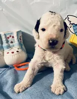 Orange collar, a male Sheepadoodle for sale in Tucson, AZ – Photo 1 of 4