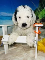 Orange collar, a male Sheepadoodle for sale in Tucson, AZ – 4 of 10