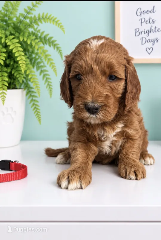 Red Collar – Miniature Goldendoodle puppy for sale in Tucson, AZ