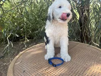 Blue Collar, a male Sheepadoodle for sale in Tucson, AZ – 2 of 10