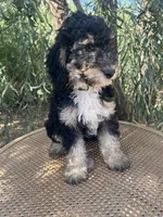 Lime collar, a male Sheepadoodle for sale in Tucson, AZ – 3 of 4