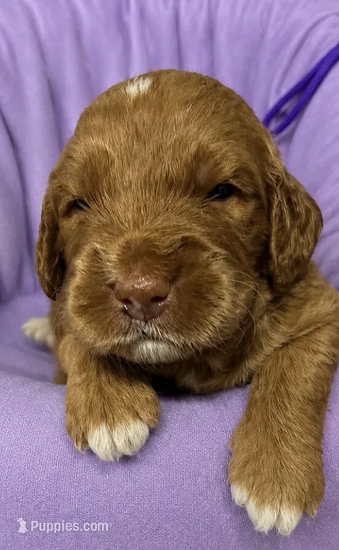 Purple Collar – Miniature Goldendoodle puppy for sale in Tucson, AZ