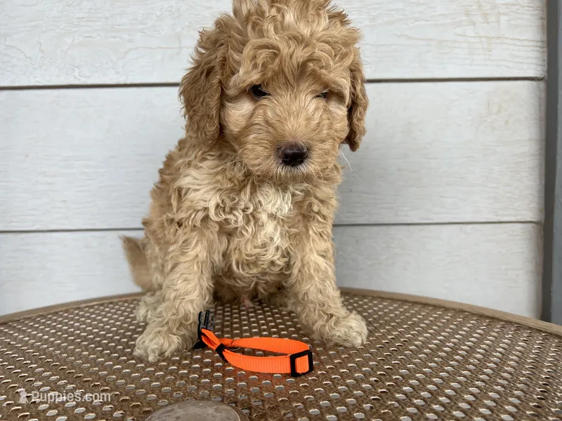 Orange Collar – Miniature Aussiedoodle puppy for sale in Tucson, AZ