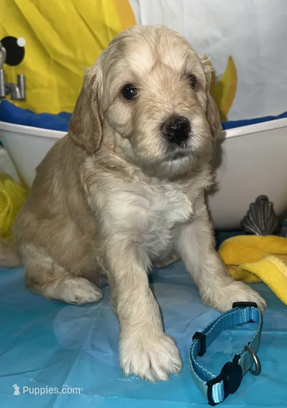 Aqua Collar – Miniature Aussiedoodle puppy for sale in Tucson, AZ