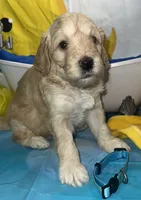 Aqua Collar, a female Miniature Aussiedoodle for sale in Tucson, AZ – 1 of 2
