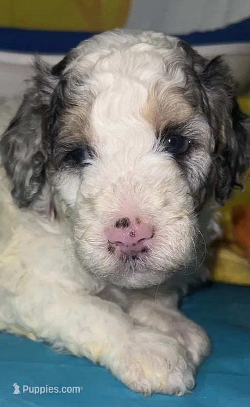 Pink Collar – Miniature Aussiedoodle puppy for sale in Tucson, AZ